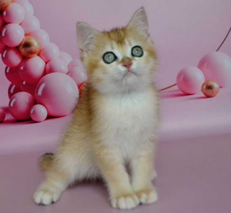 Золота шиншила / гарнюня