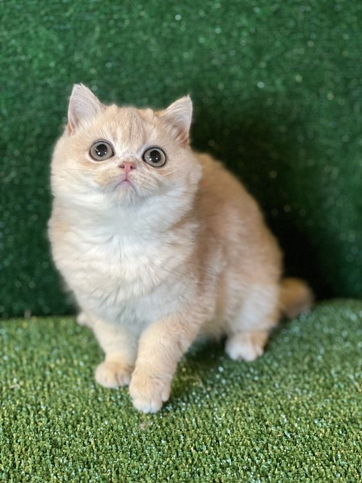 Золота шиншила хлопчик bri ay 12