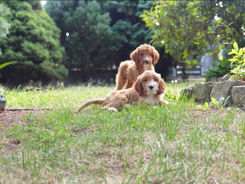 Irishdoodle szczeniak * Jak goldendoodle  *  Jak cockapoo CUDNE