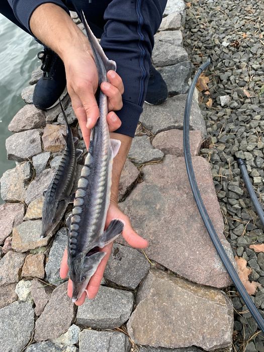 Малек Белуги Каспийской