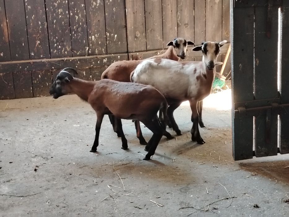 Kozy miniaturka/baranki