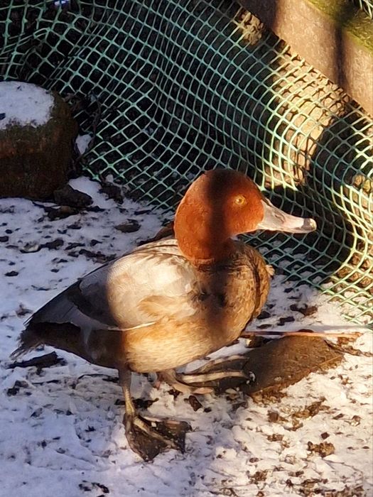 Kaczki głowienki sprzedam.