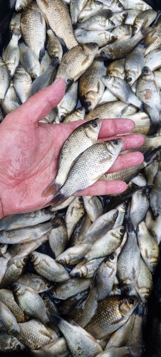 Karaś, Karaska, Żywiec, Narybek