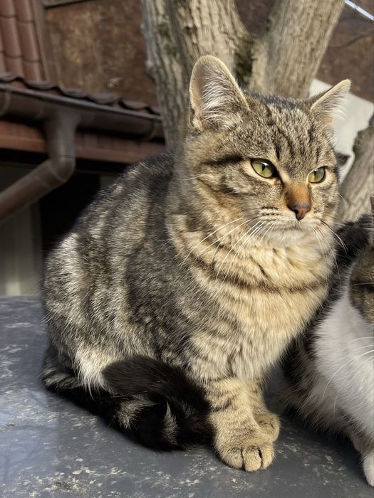 Котики в добрі руки