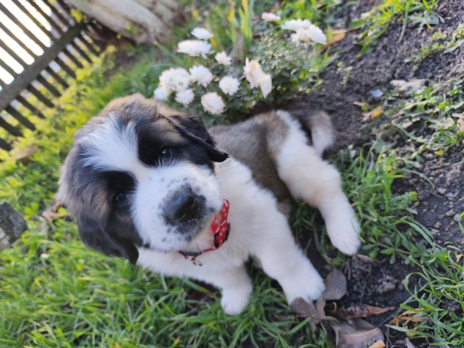 Продам песика 1міс