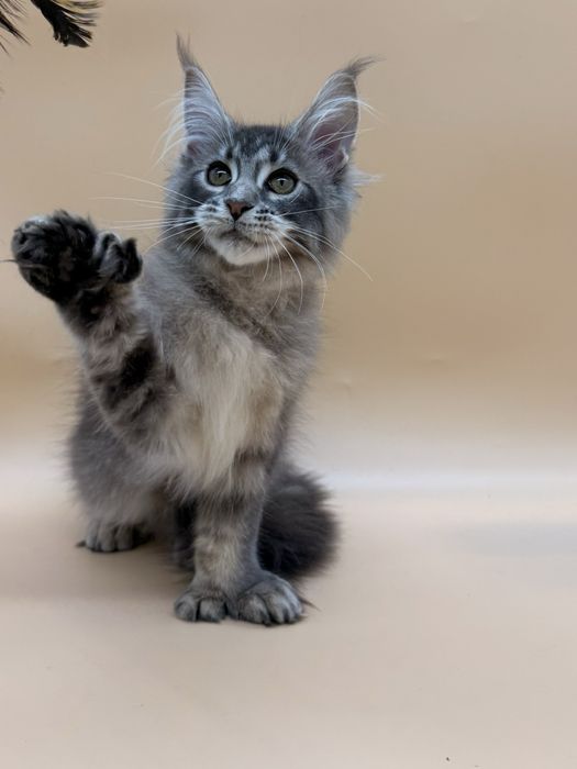 Мейн кун девочка полидактильная