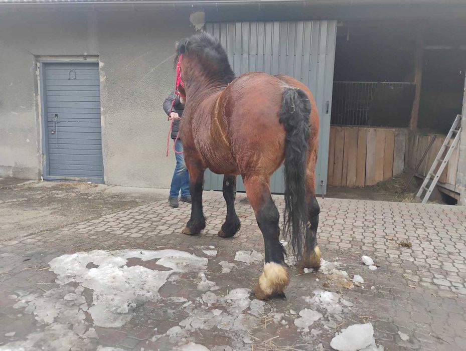 Sprzedam Ogiera Zimnokristego