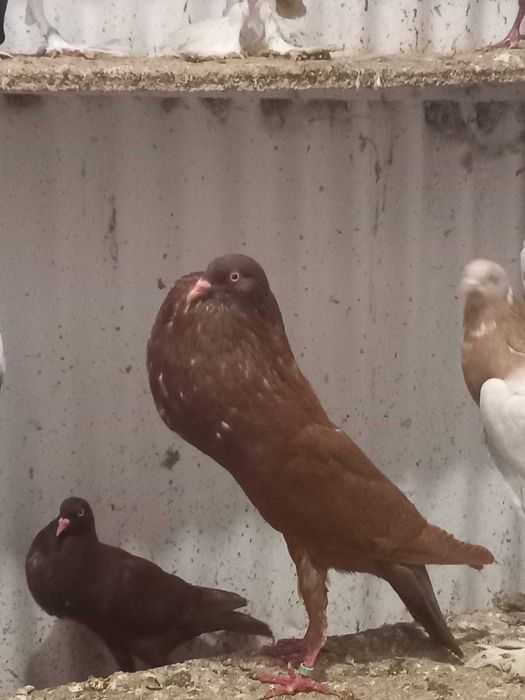 Garłacz Stawak Śląski