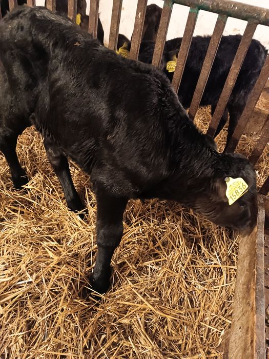 Byczek cielak mięsny