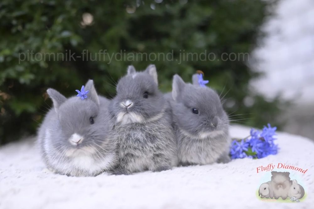 Дівчинка Netherland Dwarf Rabbit (Нідерландський Карликовий Кролик)