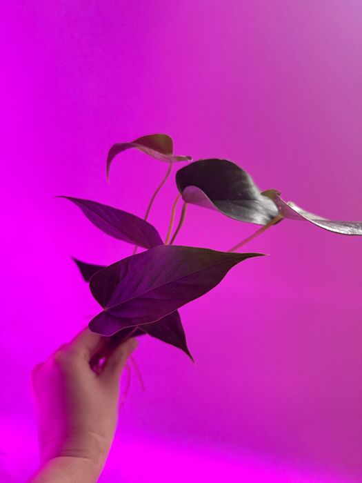 Anthurium. Антуріум Ваніла