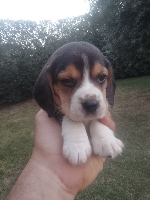Beagle tricolor puro