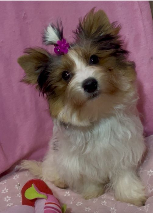 Дівчатка цуценятка гарні діти бівер міні стандарт