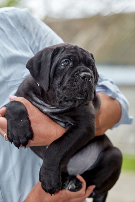 Цуценята кане корсо КСУ