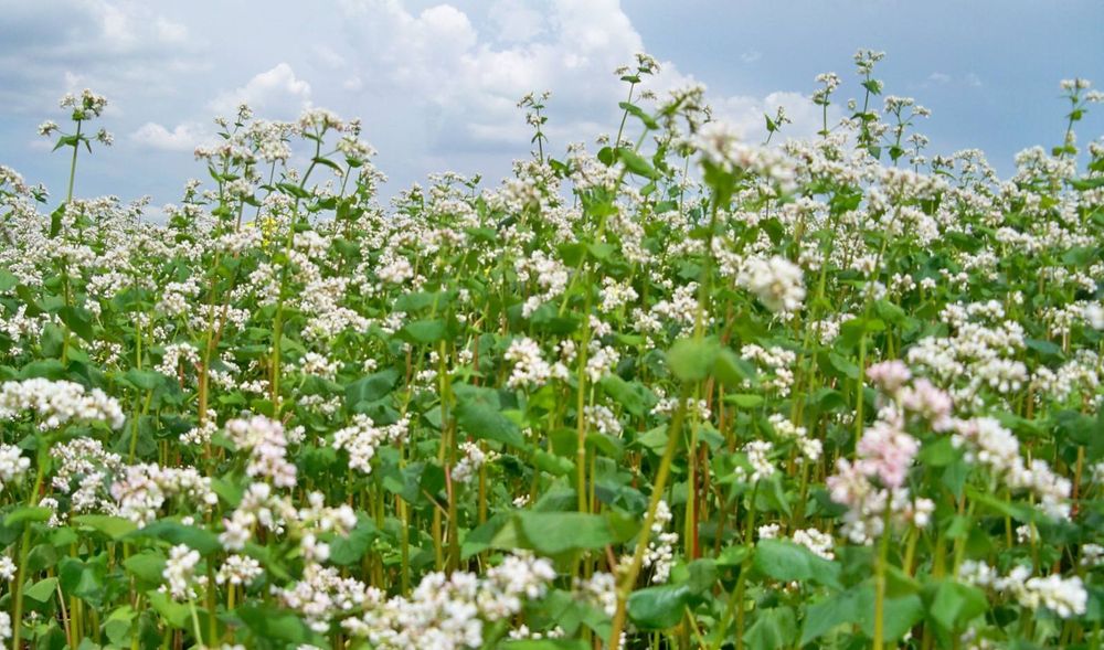 Продам гречаний мед!