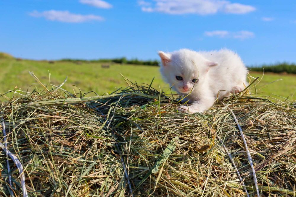 Віддам в добрі руки кошенят. Безкоштовно