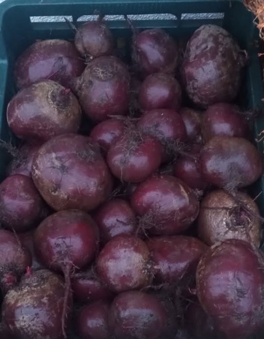 Buraczki czerwone jadalne