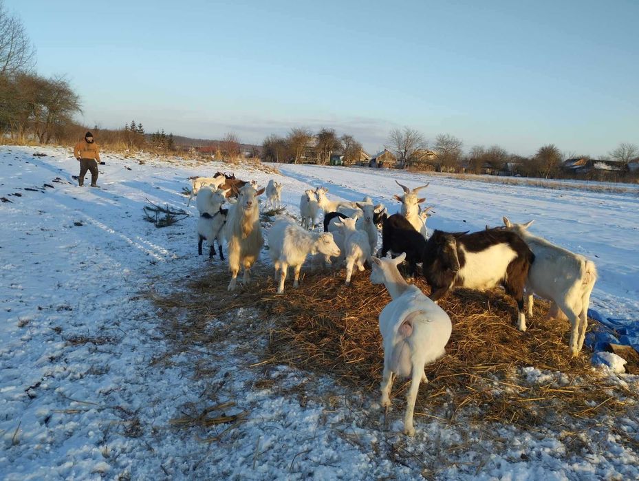 Козенята відлучені підрощені