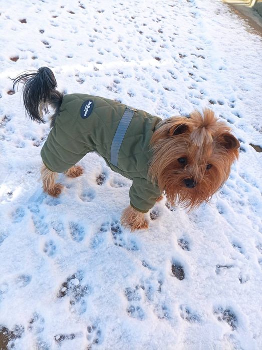 Вязка -йоркширский терьер