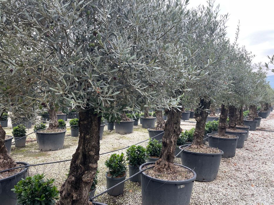Drzewa oliwne / formy bonsai