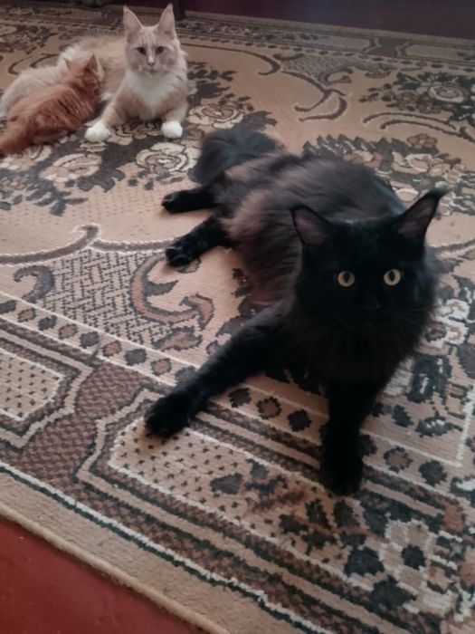 Шикарные пацаны мейнкуны