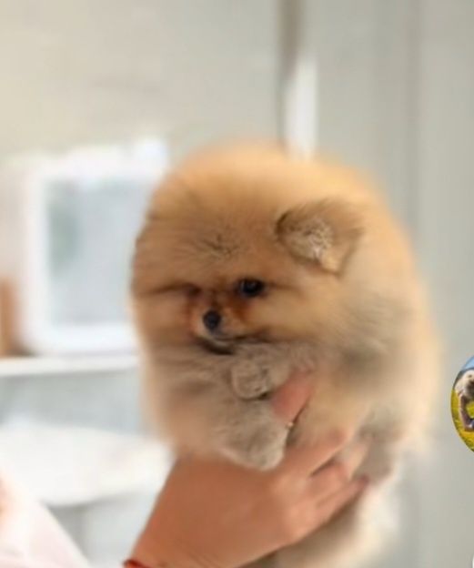 Spitz lulu  Pomerânia anão linhagem russa  lindo  c/pedigree
