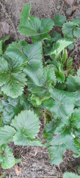 Саженцы клубники Купчиха