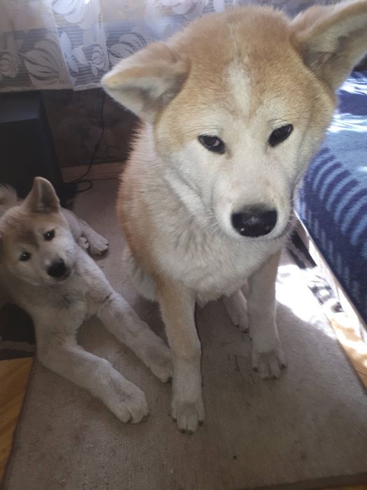 W dalszym ciągu szukam od 2023r