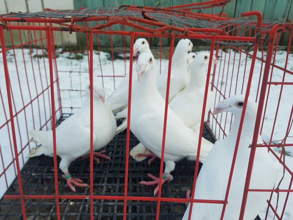 Gołębie rzeszowskie białe