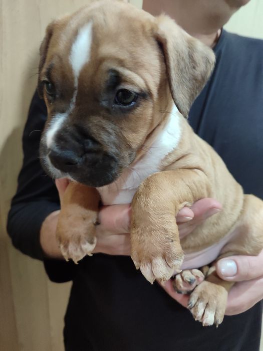 Щенки амстаф. Родились: 27.02.2026