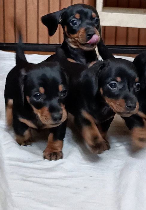 Миниатюрная такса  мальчики чёрно-подпалые