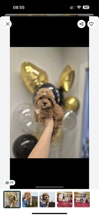 Шикарні Мальтипу на Подарунок‼️