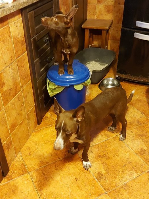 Uma família para o Eddie e para a Estrela