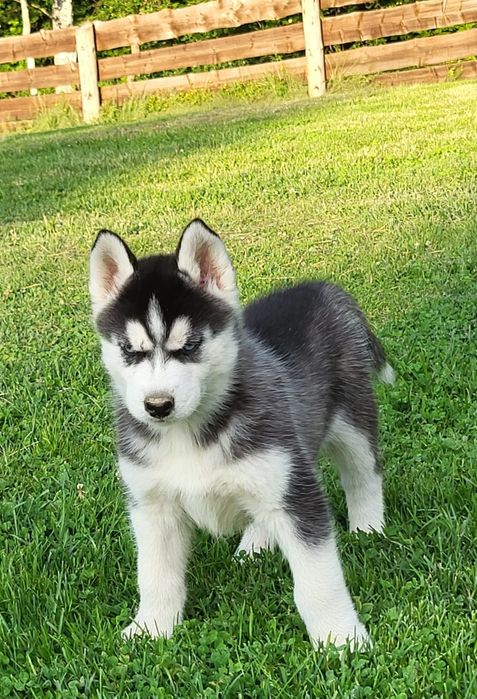 Husky Syberian szczeniak rodowód