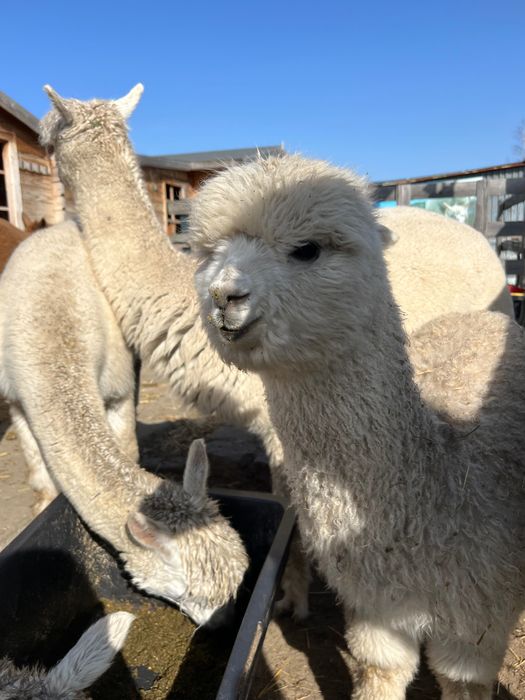 Alpaka samica 1,5 roku