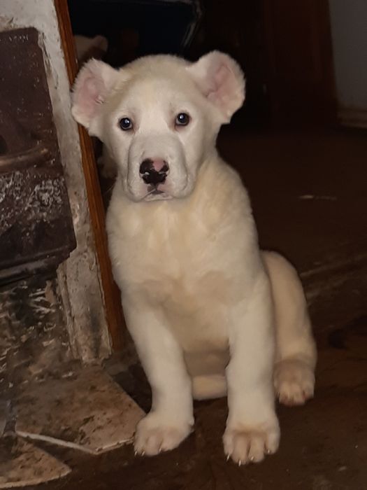 Тато Джоньо.Мама Стела.