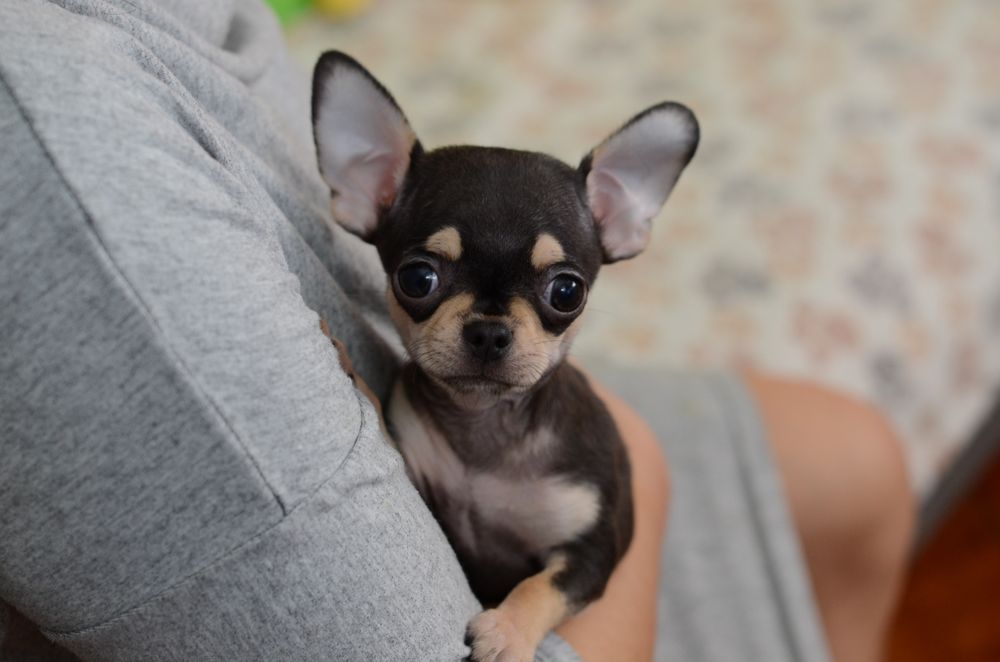 Chihuahua piesek