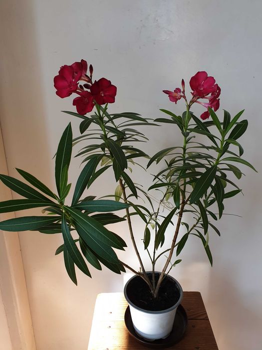 oleander - kwiat doniczkowy