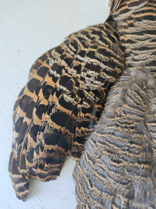 Sprzedam materiały muchowe pióra