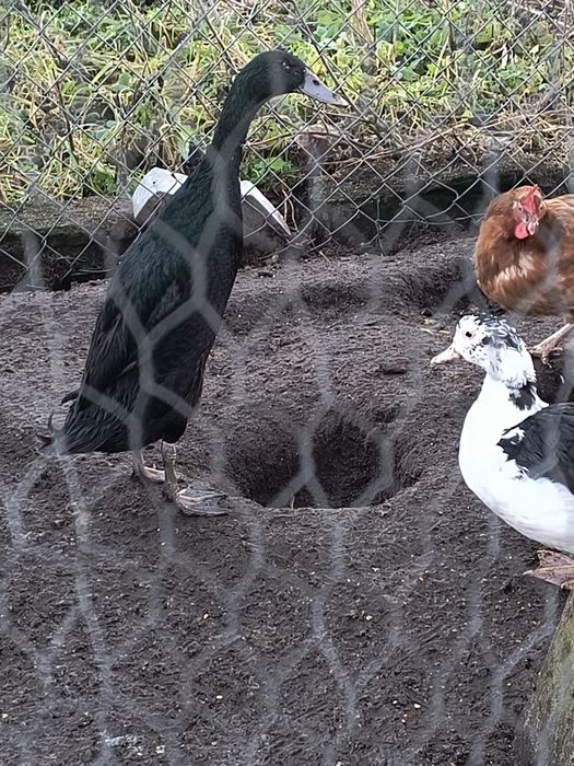 Sprzedam wszystkie kaczk są z lipca