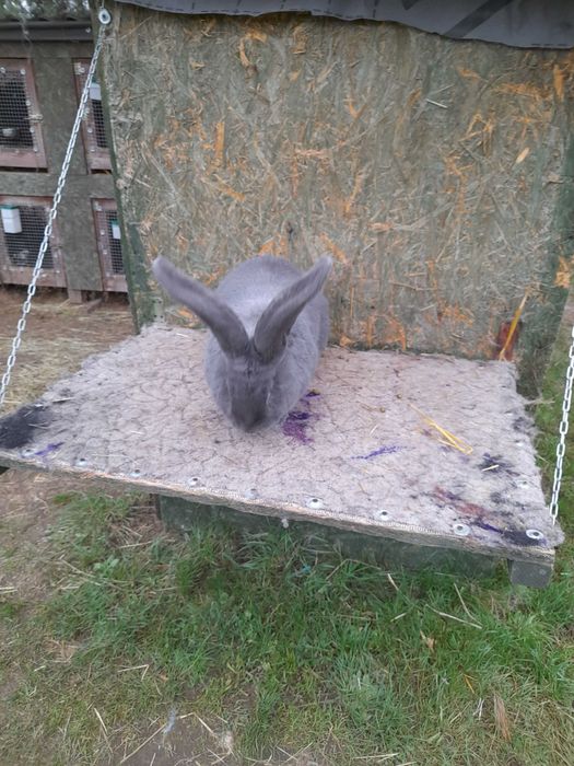 Olbrzym Belgijski Niebieski