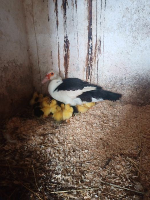 Animais da Quinta