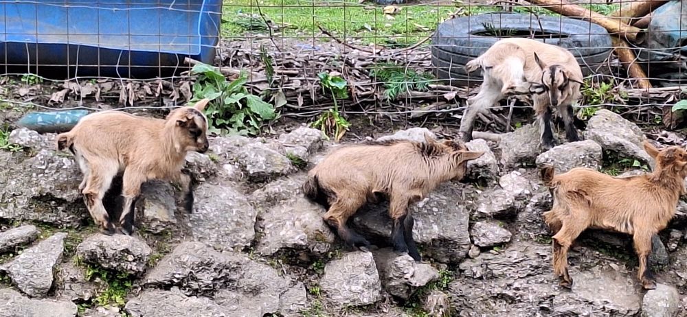 Cabras anãs  femeas