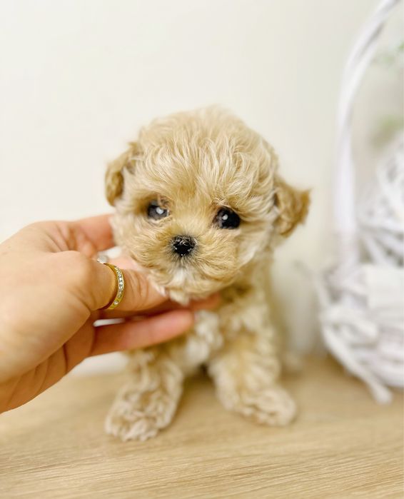 Неймовірно лялькова крихітка мальтіпу Ф1