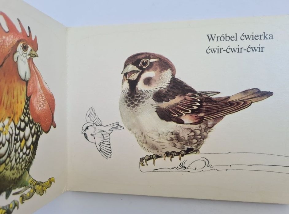 Wśród ptaków - Książeczka