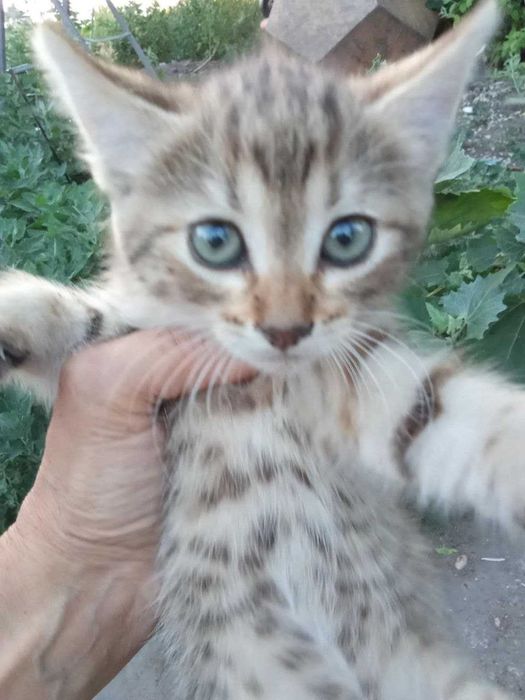 Сіро-руденьке кошеня-тигреня Санні, 1,5 міс