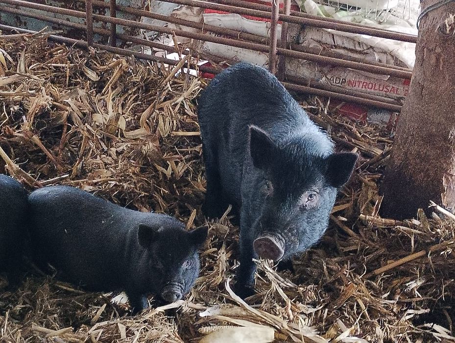 Porcos vietnamitas com 3 meses