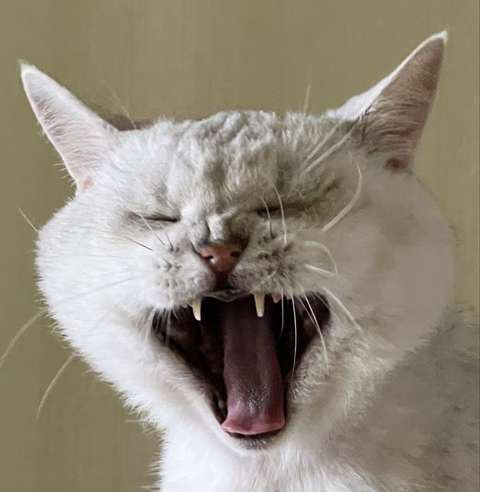 В'язка від Британця - супер-ексклюзивна пропозиція для киць.