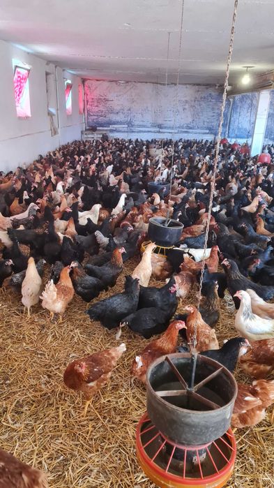 Kurki kury nioski młode prosto od Hodowcy.Rosa1 Leghorn Sendy Dominant