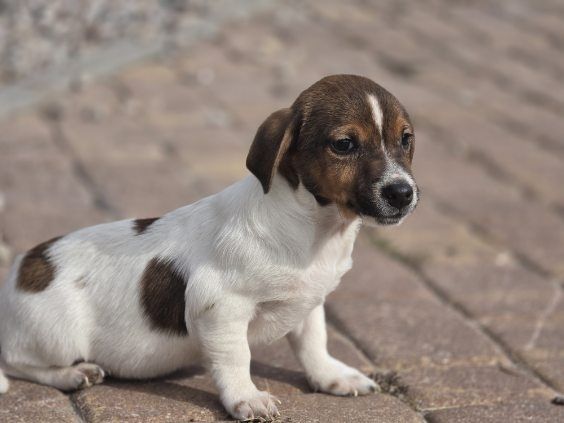 Jack Russell terrier z metryką